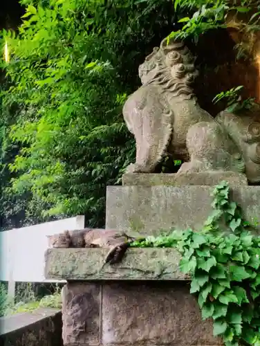 代々木八幡宮の動物