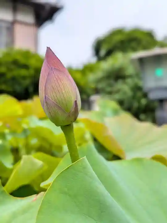 長善寺(東京都)