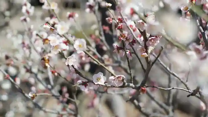 道明寺天満宮(大阪府)