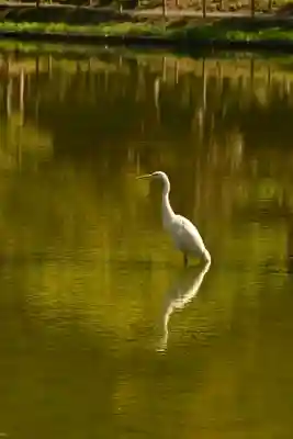 白水阿弥陀堂の動物