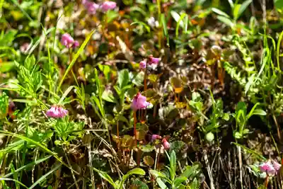 白山比咩神社　奥宮(石川県)