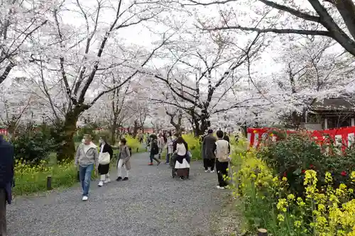 平野神社(京都府)