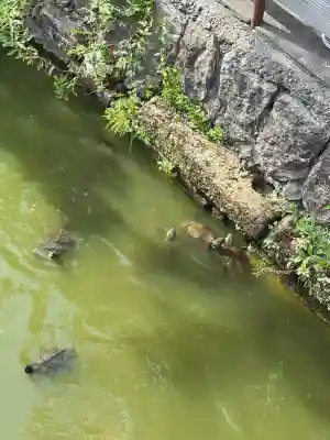 三条八幡宮(新潟県)
