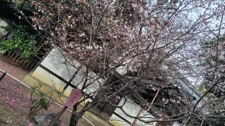平野神社(京都府)