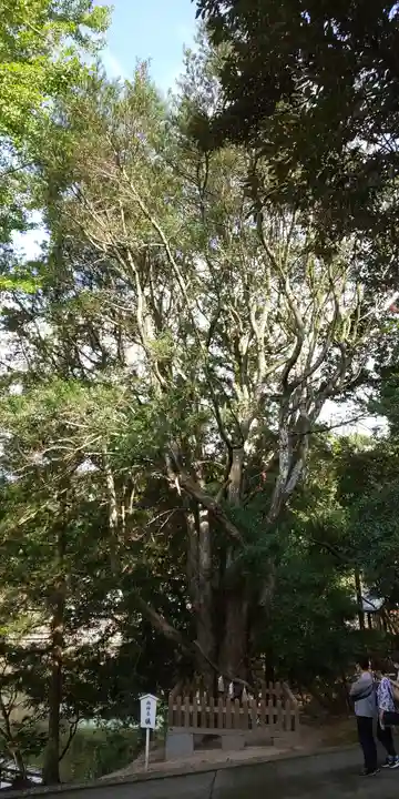 安房神社の自然