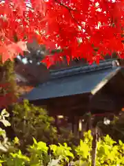 本土寺の自然