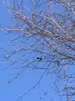 留辺蘂神社の動物
