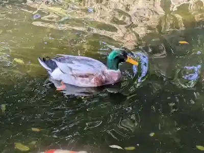世田谷八幡宮(東京都)