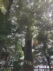 川越氷川神社の自然