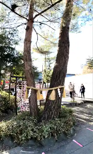 櫻木神社(千葉県)
