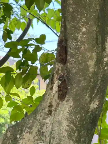 富士社　（富士浅間社）(愛知県)