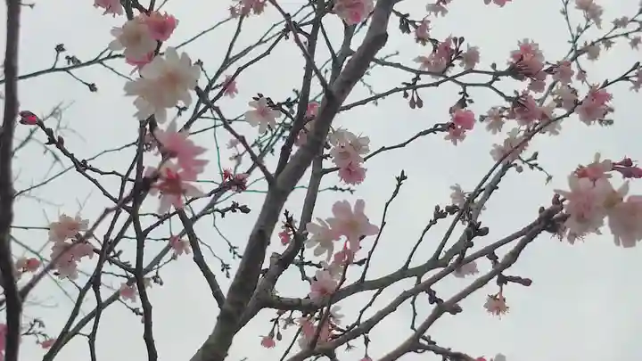 松尾大社の自然