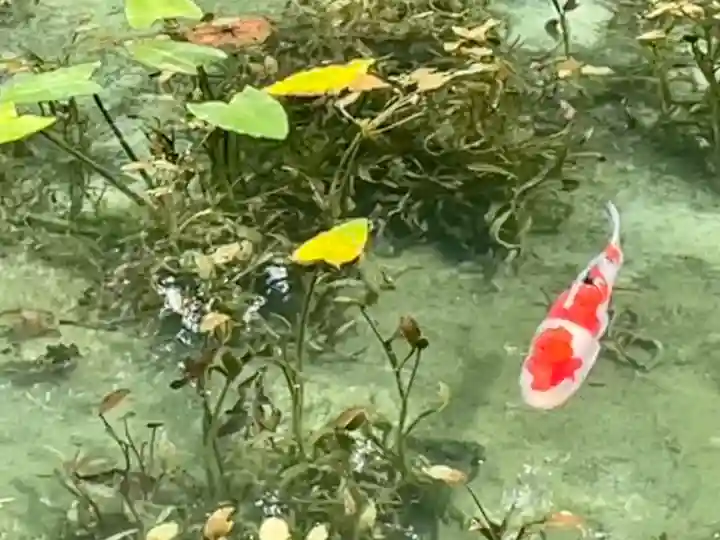 根道神社の{uncategorized: "未分類", other: "その他", undefined: "問題あり", building: "その他建物", grave: "お墓", sacred_gate: "鳥居", guardian: "狛犬", statue: "像", buddha: "仏像", history: "歴史", nature: "自然", garden: "庭園", animal: "動物", pagoda: "塔", temizu: "手水舎", mountain_gate: "山門・神門", sanctuary: "本殿・本堂", subordinate: "末社・摂社", art: "芸術", scenery: "景色", jizo: "地蔵", ema: "絵馬", goshuin: "御朱印", omikuji: "おみくじ", items: "授与品その他", amulet: "お守り", goshuincho: "御朱印帳", eats: "食事", festival: "お祭り", votive_dance: "神楽", shichigosan: "七五三参", wedding: "結婚式", experience: "体験その他", initially: "初詣", around: "周辺", anti_infection: "感染症対策"}