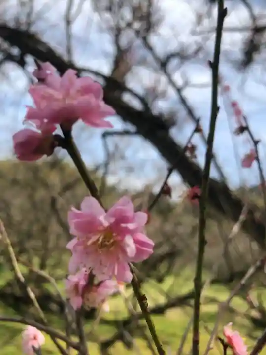 菅原神社の自然