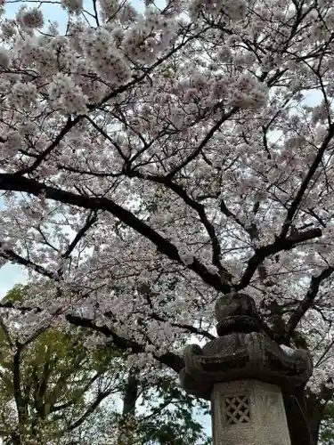 富士山本宮浅間大社の自然