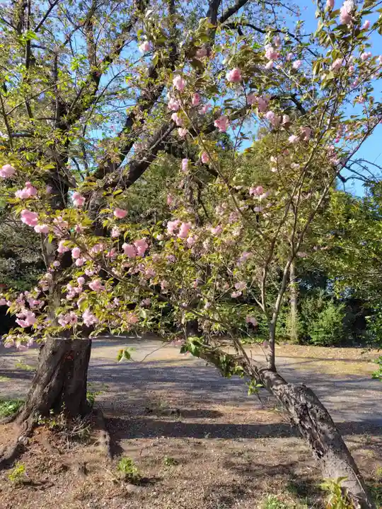 氷川神社(埼玉県)