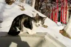 清田稲荷神社の動物