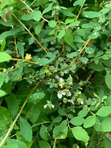 三輪神社の自然
