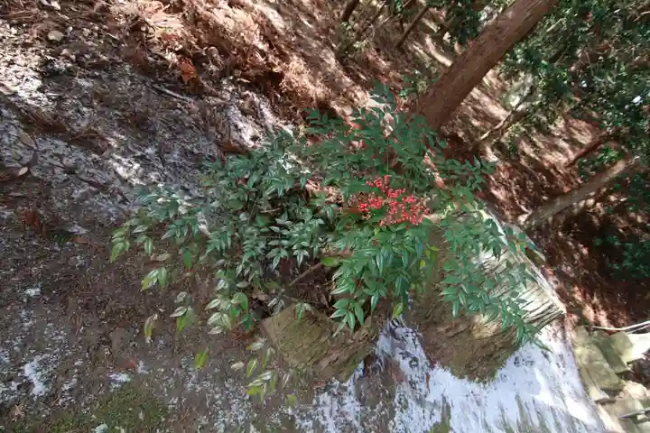 鹿島大神宮の自然