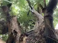 八幡神社の自然