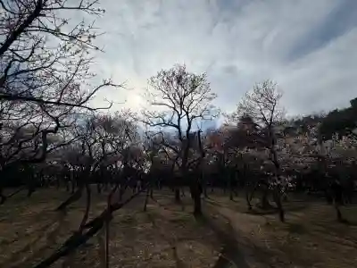 谷保天満宮の{uncategorized: "未分類", other: "その他", undefined: "問題あり", building: "その他建物", grave: "お墓", sacred_gate: "鳥居", guardian: "狛犬", statue: "像", buddha: "仏像", history: "歴史", nature: "自然", garden: "庭園", animal: "動物", pagoda: "塔", temizu: "手水舎", mountain_gate: "山門・神門", sanctuary: "本殿・本堂", subordinate: "末社・摂社", art: "芸術", scenery: "景色", jizo: "地蔵", ema: "絵馬", goshuin: "御朱印", omikuji: "おみくじ", items: "授与品その他", amulet: "お守り", goshuincho: "御朱印帳", eats: "食事", festival: "お祭り", votive_dance: "神楽", shichigosan: "七五三参", wedding: "結婚式", experience: "体験その他", initially: "初詣", around: "周辺", anti_infection: "感染症対策"}