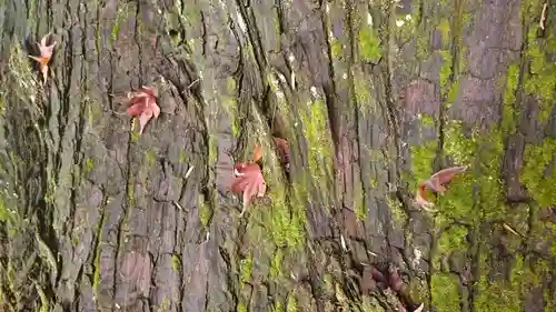 菅東山出世稲荷神社の自然