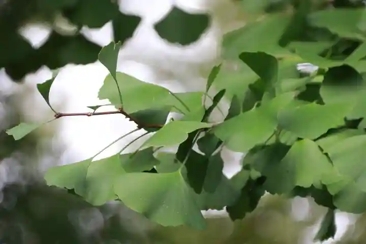 熊野福藏神社の自然