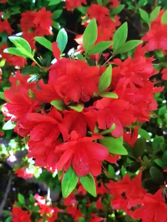 小野照崎神社(東京都)