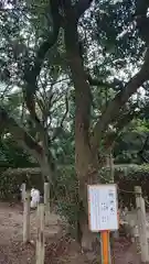 武雄神社の自然