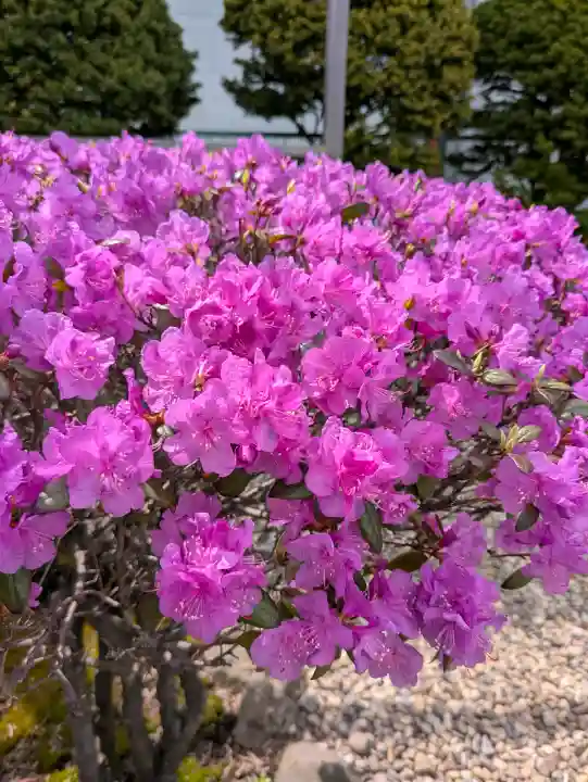 亀田龍神社の{uncategorized: "未分類", other: "その他", undefined: "問題あり", building: "その他建物", grave: "お墓", sacred_gate: "鳥居", guardian: "狛犬", statue: "像", buddha: "仏像", history: "歴史", nature: "自然", garden: "庭園", animal: "動物", pagoda: "塔", temizu: "手水舎", mountain_gate: "山門・神門", sanctuary: "本殿・本堂", subordinate: "末社・摂社", art: "芸術", scenery: "景色", jizo: "地蔵", ema: "絵馬", goshuin: "御朱印", omikuji: "おみくじ", items: "授与品その他", amulet: "お守り", goshuincho: "御朱印帳", eats: "食事", festival: "お祭り", votive_dance: "神楽", shichigosan: "七五三参", wedding: "結婚式", experience: "体験その他", initially: "初詣", around: "周辺", anti_infection: "感染症対策"}