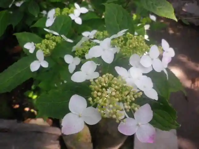 御霊神社の自然