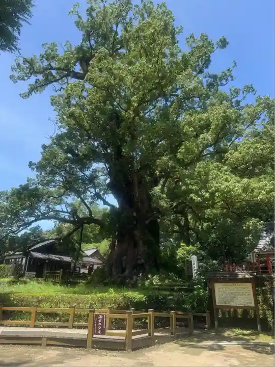 蒲生八幡神社(鹿児島県)