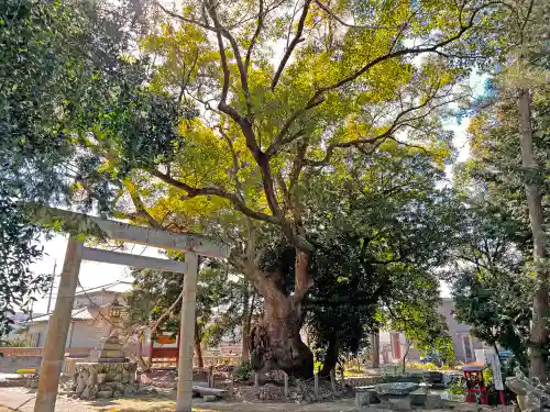 許禰神社の自然