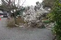 平野神社の自然