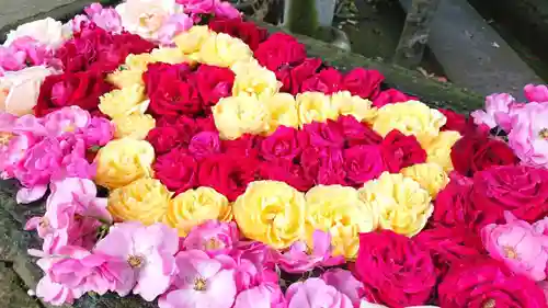 鳩ヶ谷氷川神社の手水舎