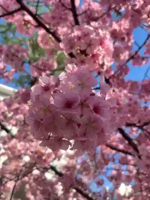 桜神宮(東京都)
