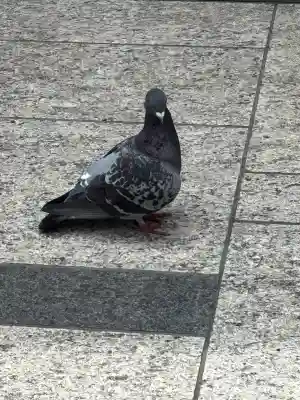 豊川稲荷(東京都)