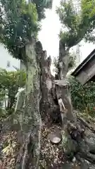 大六天神社の自然