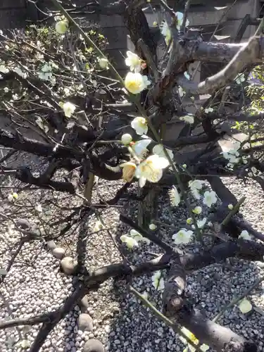 四季桜の寺 妙乗院の自然