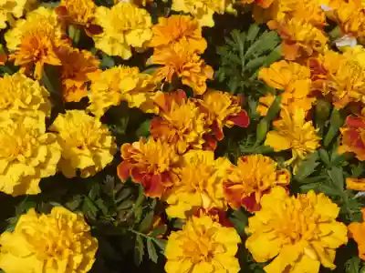 宇都母知神社(神奈川県)