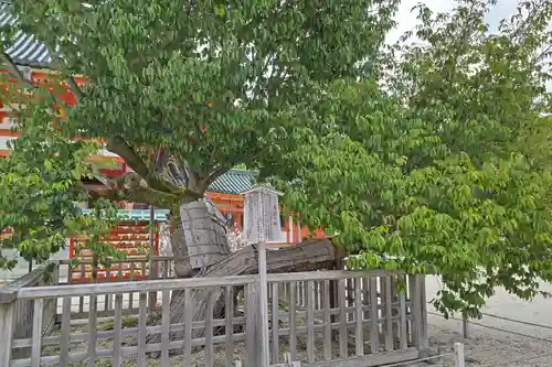 平安神宮の自然