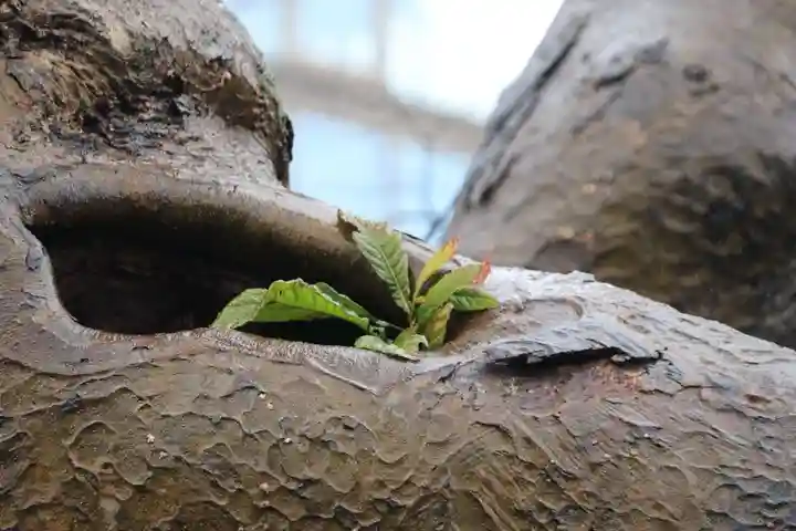 阿邪訶根神社の自然