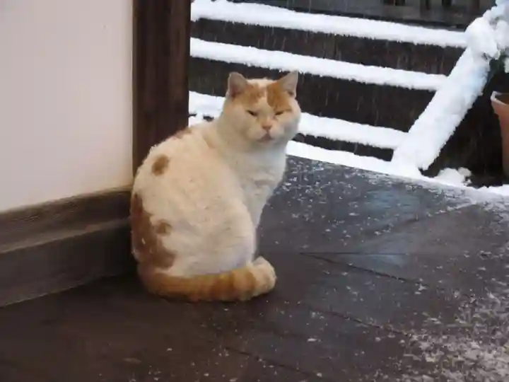 出町妙音堂の動物