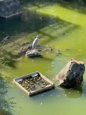 亀戸天神社(東京都)