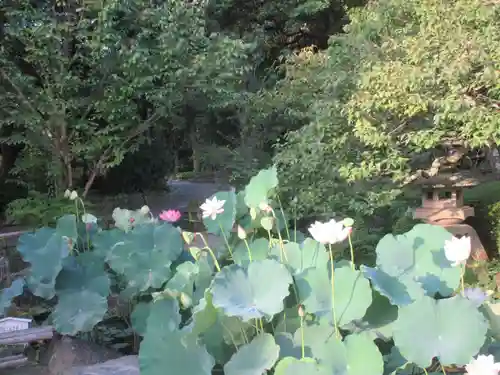 長谷寺(神奈川県)