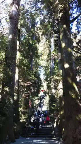 箱根神社の自然