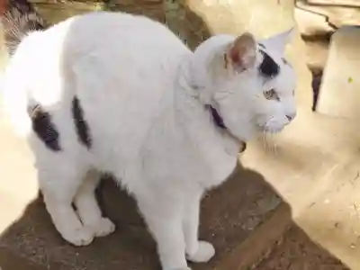 野々宮神社の{uncategorized: "未分類", other: "その他", undefined: "問題あり", building: "その他建物", grave: "お墓", sacred_gate: "鳥居", guardian: "狛犬", statue: "像", buddha: "仏像", history: "歴史", nature: "自然", garden: "庭園", animal: "動物", pagoda: "塔", temizu: "手水舎", mountain_gate: "山門・神門", sanctuary: "本殿・本堂", subordinate: "末社・摂社", art: "芸術", scenery: "景色", jizo: "地蔵", ema: "絵馬", goshuin: "御朱印", omikuji: "おみくじ", items: "授与品その他", amulet: "お守り", goshuincho: "御朱印帳", eats: "食事", festival: "お祭り", votive_dance: "神楽", shichigosan: "七五三参", wedding: "結婚式", experience: "体験その他", initially: "初詣", around: "周辺", anti_infection: "感染症対策"}