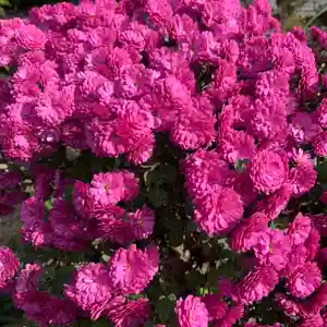 豊景神社の自然(2020年12月05日(土) 07時23分16秒投稿)