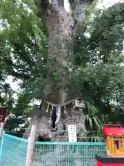 七狩長田貫神社の自然