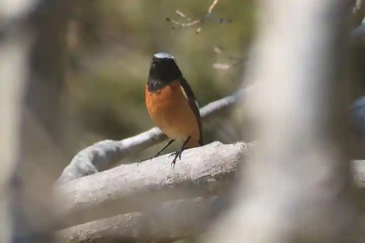 白水阿弥陀堂の動物